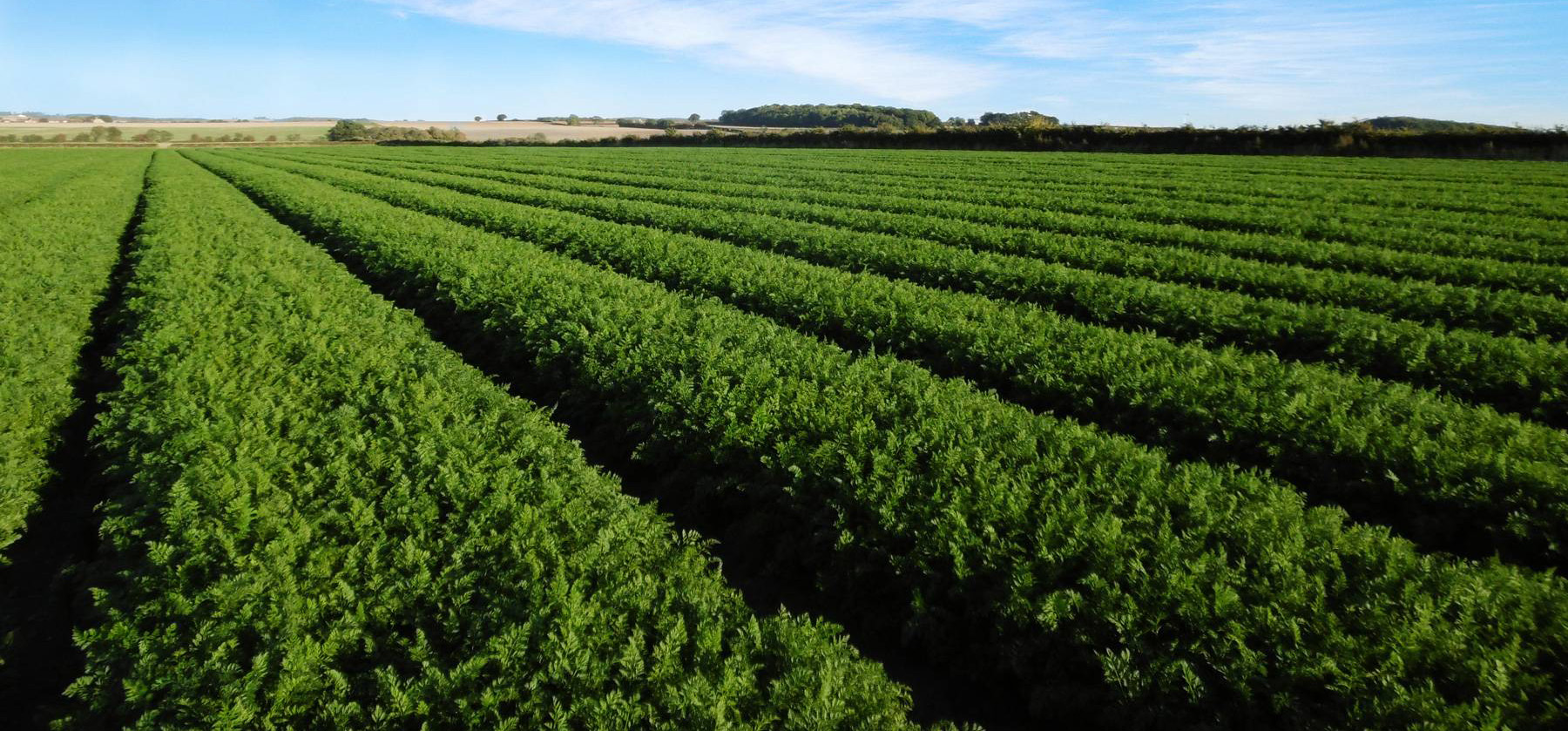 Carrot Land Required background image